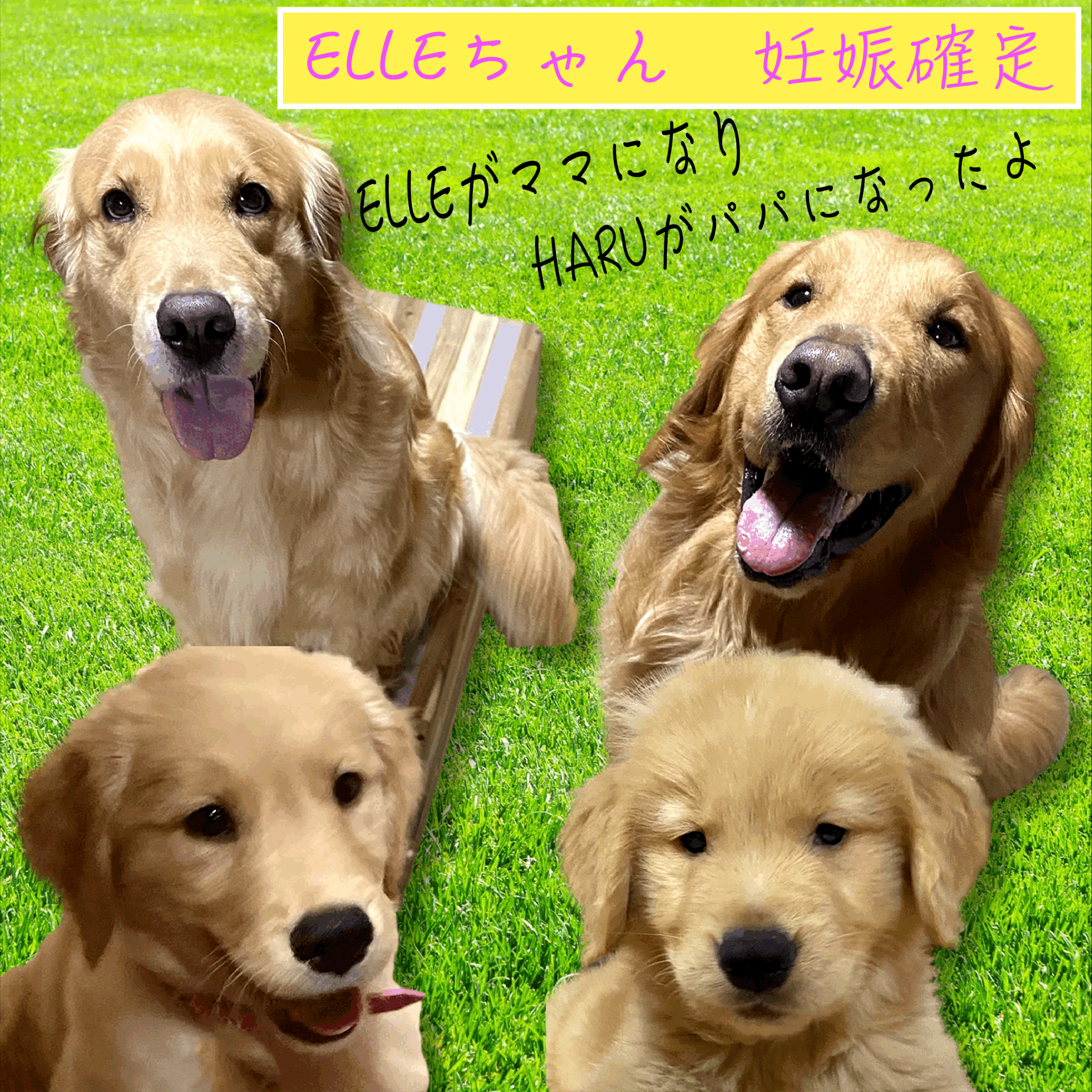 ELLEちゃん妊娠確定!出産予定日は9月21日前後