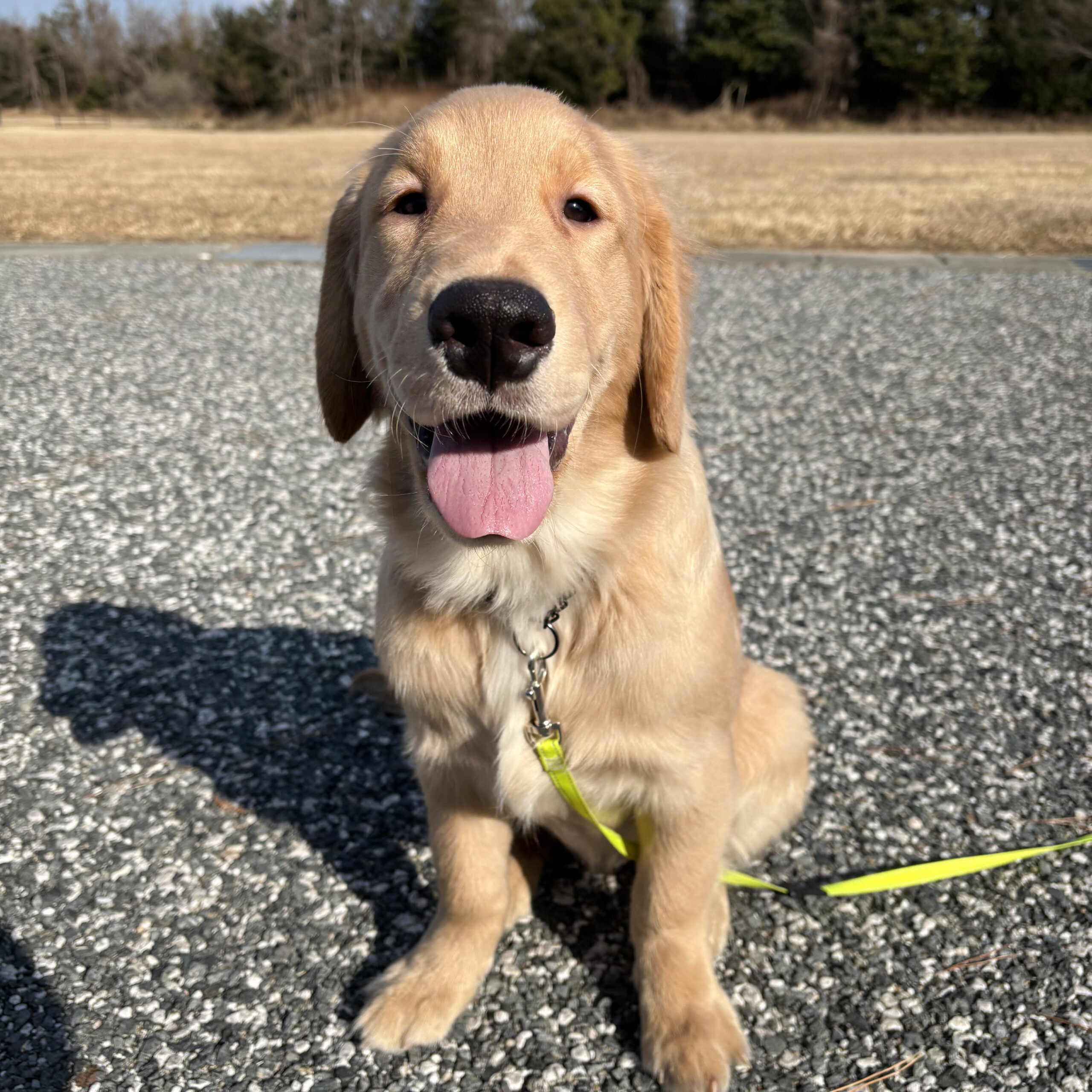 ゴールデンレトリバー子犬