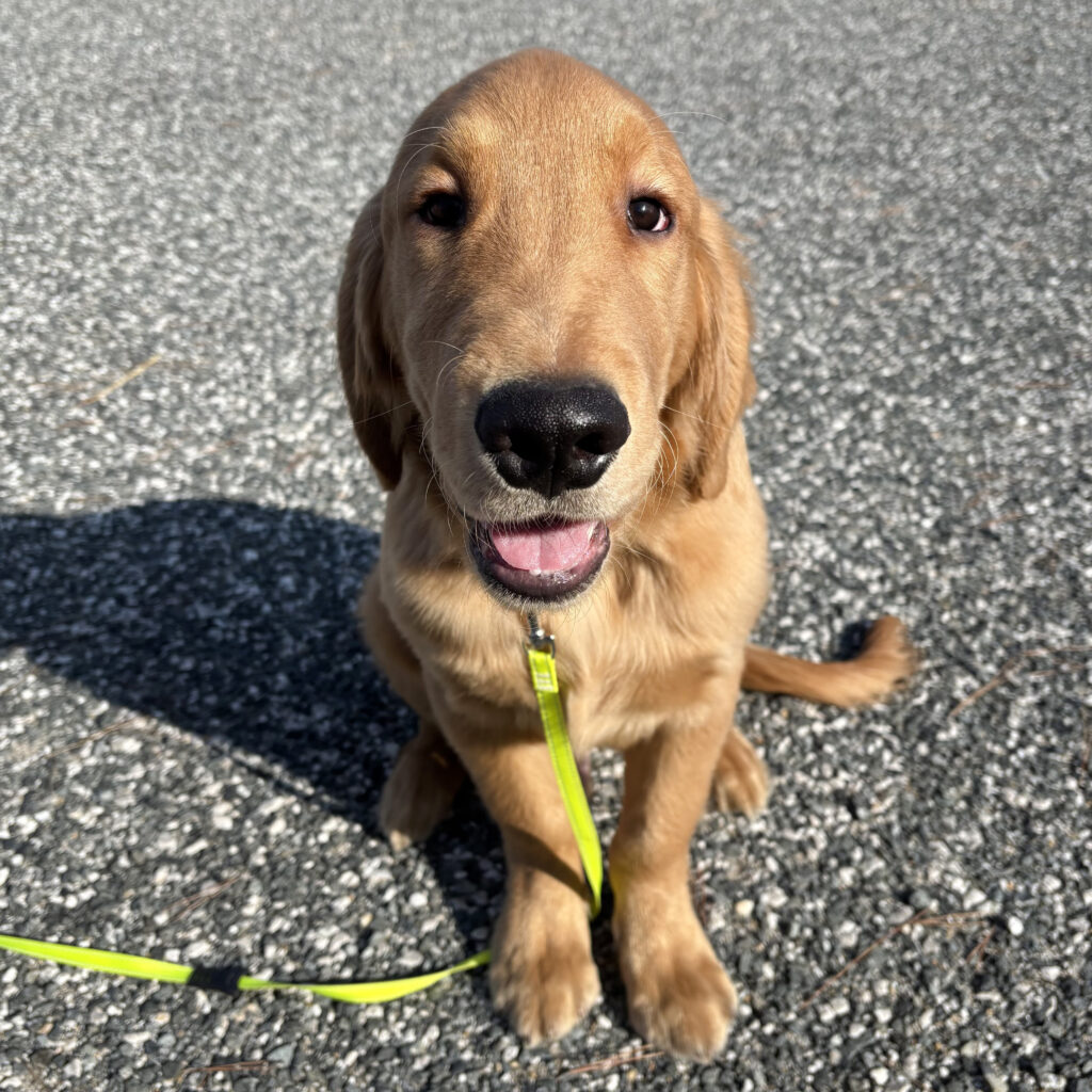 ゴールデンレトリバー 子犬 山口県｜募集情報・見学予約 | PINE SIDE
