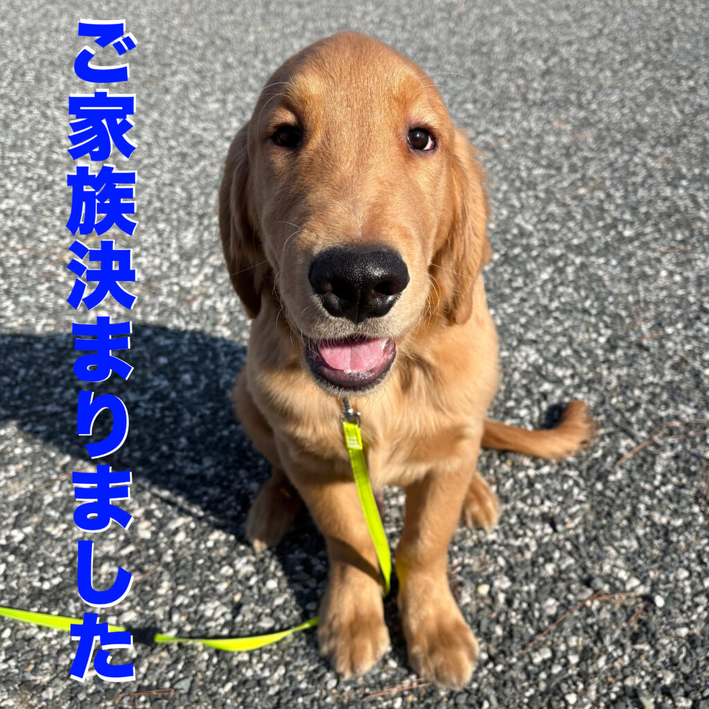 第1子 男の子 (ブルー)ご家族決まりました。山口県宇部市のゴールデンレトリバー専門犬舎 PINE SIDE GR で誕生した子犬