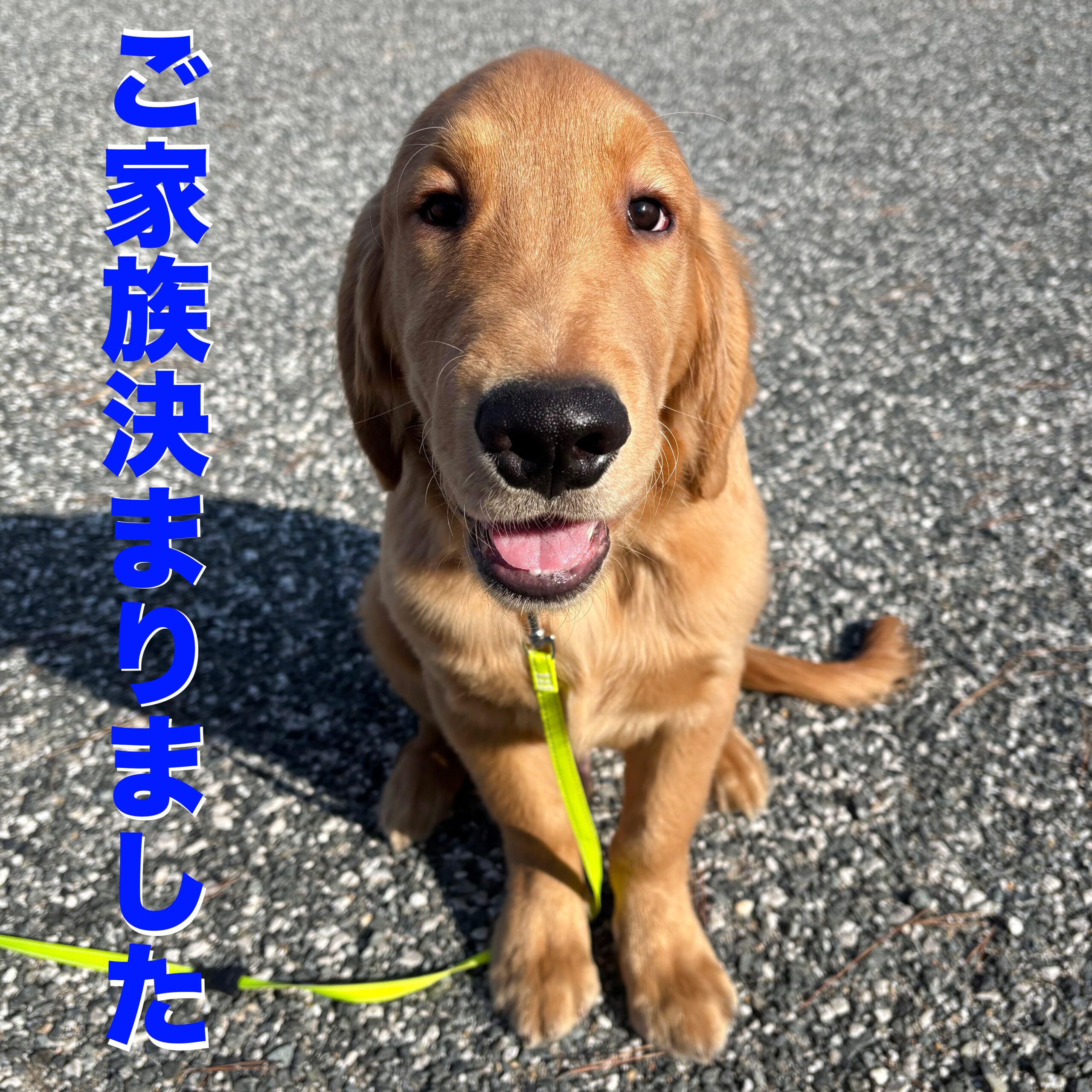 ゴールデンレトリバー子犬 青リボン 男の子