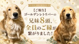【ご報告】ゴールデンレトリバーの兄妹8頭、全員のご縁が繋がりました！＿PINE SIDE GR
