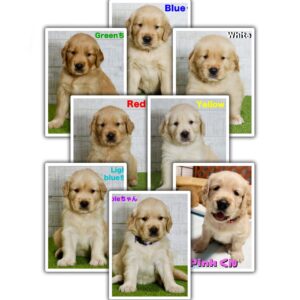 2025/9/20/Puppies | PINE SIDE GR｜山口県のゴールデンレトリバー専門ブリーダー・犬舎【公式】