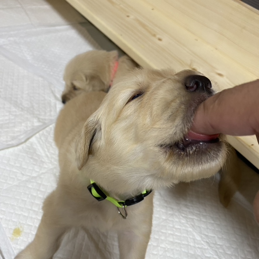 「ちゅぱちゅぱ、ペロペロ」と完食！ | PINE SIDE GR｜山口のゴールデンレトリバー犬舎【公式】