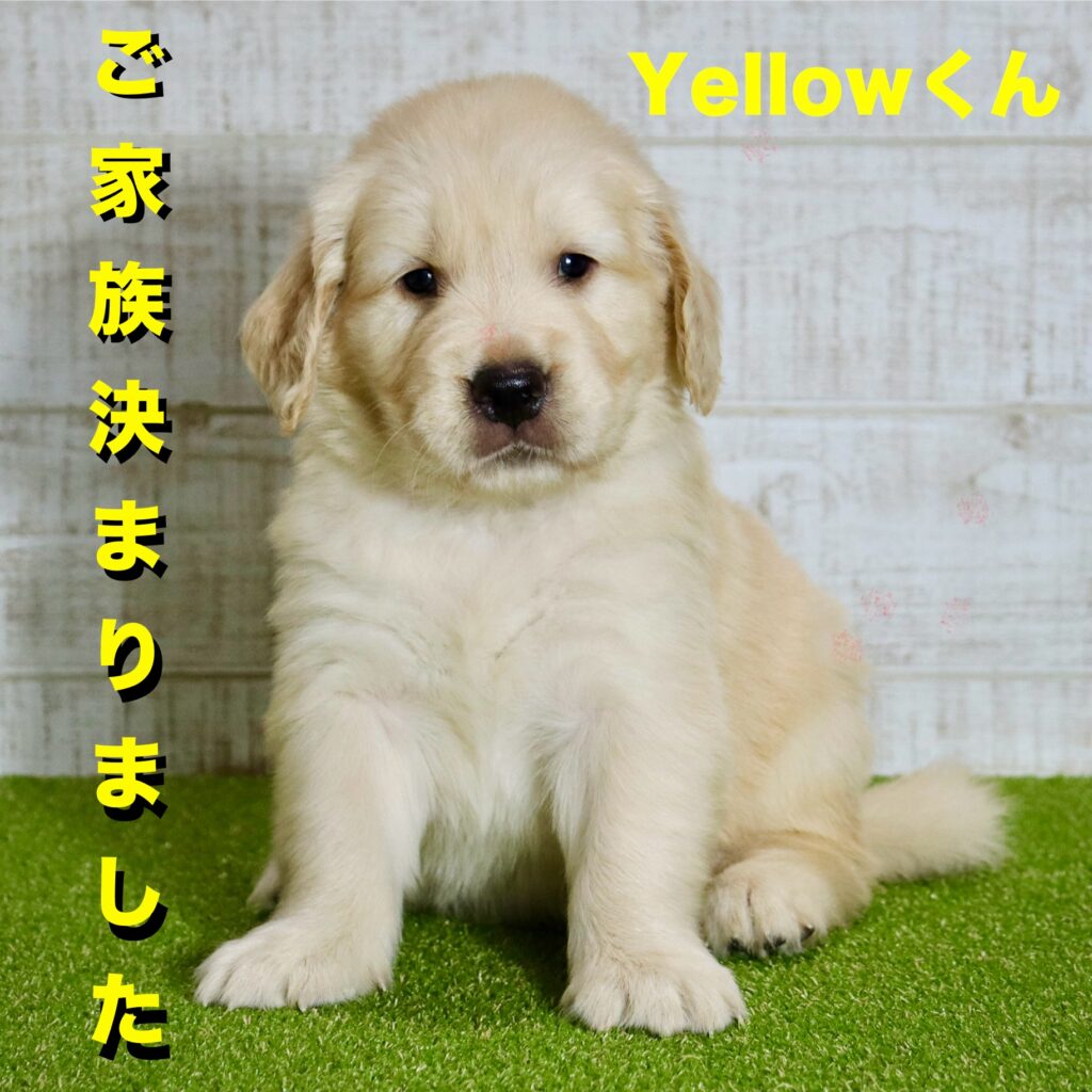 黄くんのご家族決定！ | PINE SIDE GR｜山口県のゴールデンレトリバー専門ブリーダー・犬舎【公式】