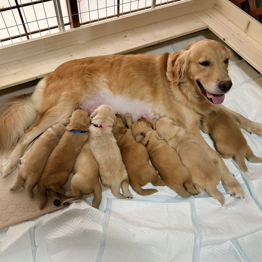 仕上げはELLEママのおっぱいを飲む画像 | PINE SIDE GR｜山口県のゴールデンレトリバー専門ブリーダー・犬舎【公式】