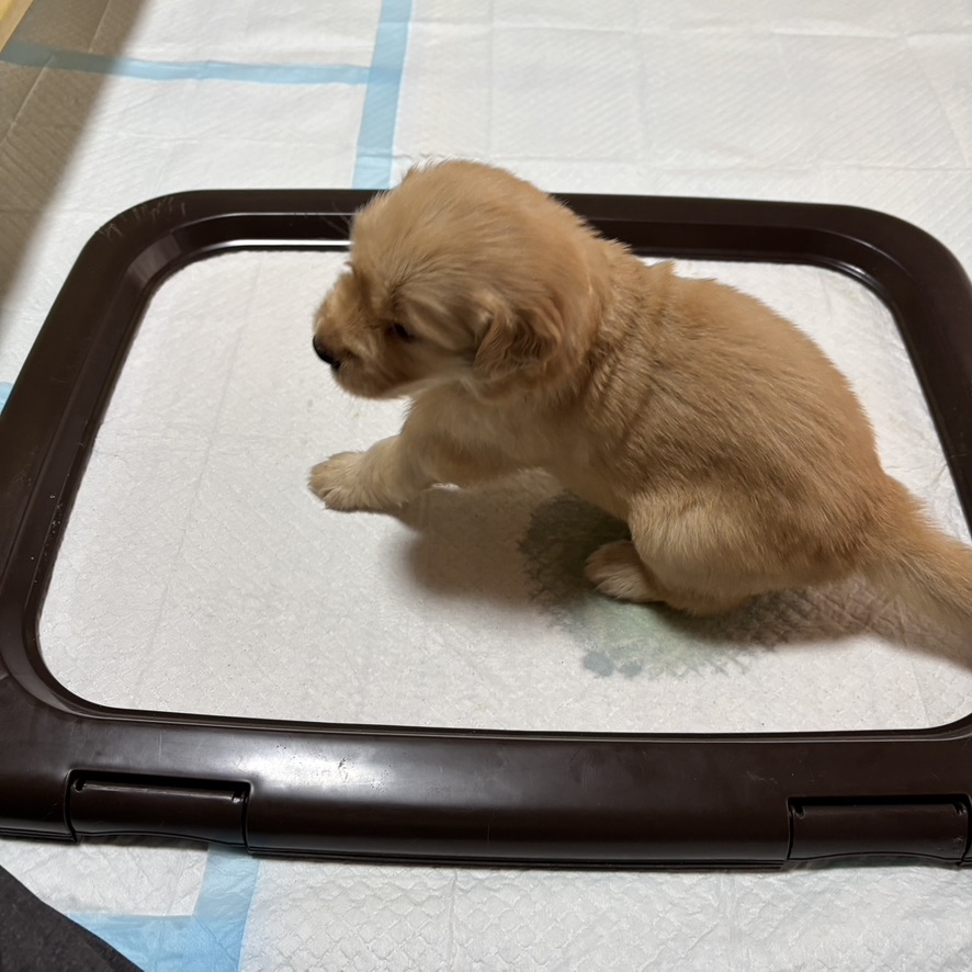 驚異の成長スピード！トイレトレーニングをマスター！？ | PINE SIDE GR｜山口県のゴールデンレトリバー専門ブリーダー・犬舎【公式】