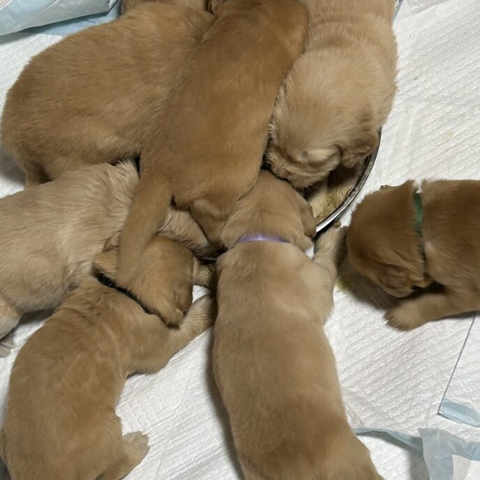 お皿にダイブするように顔を突っ込み、鼻も手足もフードまみれにしながら夢中で食べた画像 | PINE SIDE GR｜山口県のゴールデンレトリバー専門ブリーダー・犬舎【公式】
