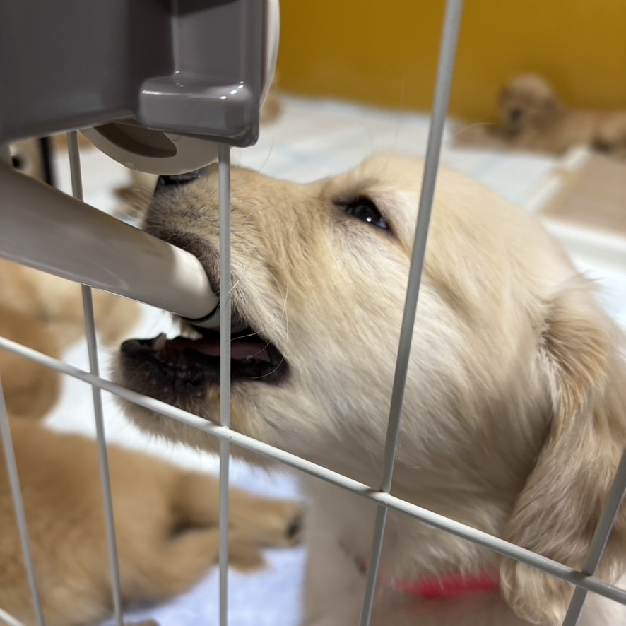 吸水ボトルに挑戦 | PINE SIDE GR｜山口県のゴールデンレトリバー専門ブリーダー・犬舎【公式】