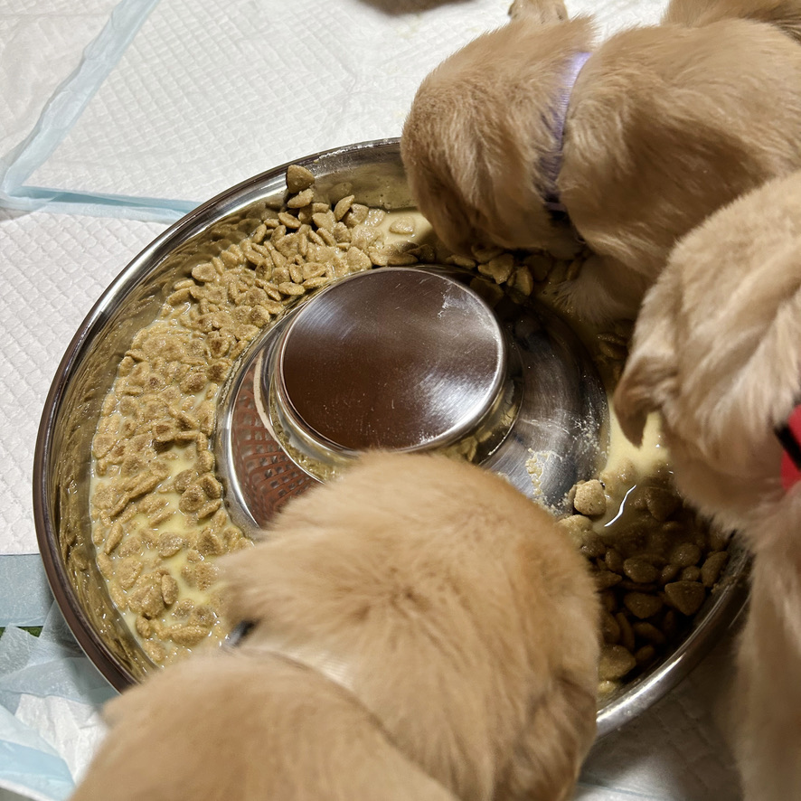 生後24日目の、みんなで大きなお皿に顔を突っ込んで離乳食を夢中で食べている写真 | PINE SIDE GR｜山口県のゴールデンレトリバー専門ブリーダー・犬舎【公式】