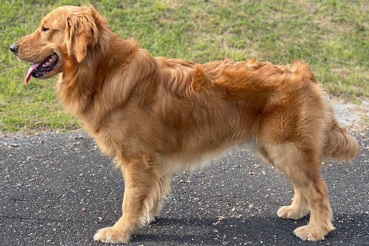 HARUくんの画像 親犬紹介イメージ画像 | PINE SIDE GR｜山口のゴールデンレトリバー犬舎【公式】