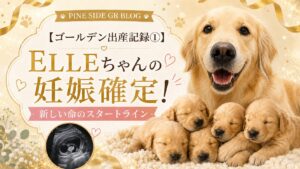 【ゴールデン出産記録①】ELLEちゃんの妊娠確定！新しい命のスタートライン＿PINE SIDE GR