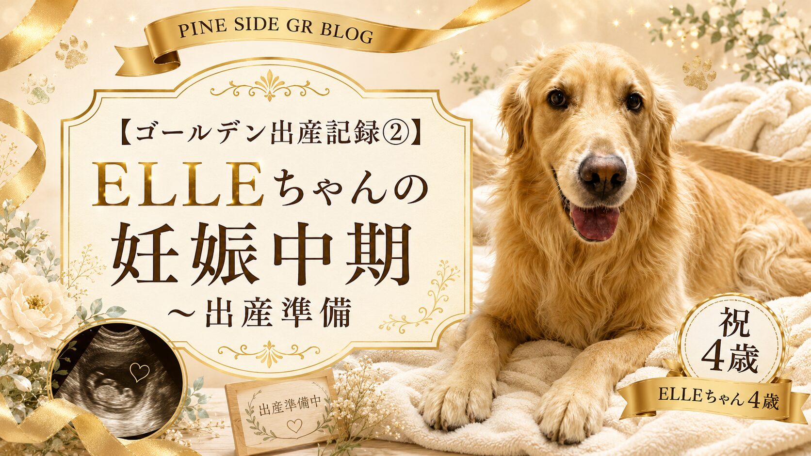 【ゴールデン出産記録②】ELLEちゃんの妊娠中期〜出産準備 | PINE SIDE GR｜山口県のゴールデンレトリバー専門ブリーダー・犬舎【公式】
