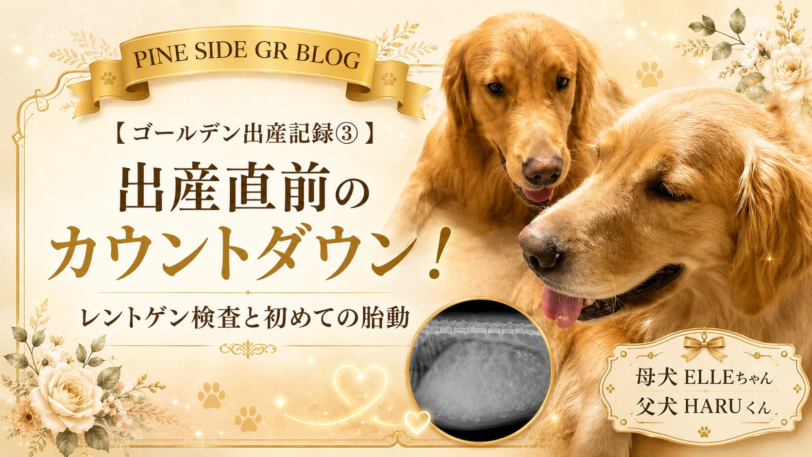 【ゴールデン出産記録③】出産直前のカウントダウン!レントゲン検査と初めての胎動 | PINE SIDE GR|山口県のゴールデンレトリバー専門ブリーダー・犬舎【公式】
