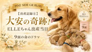 【出産記録④】大安の奇跡！ELLEちゃん出産当日・9頭の命のドラマ | PINE SIDE GR｜山口県のゴールデンレトリバー専門ブリーダー・犬舎【公式】