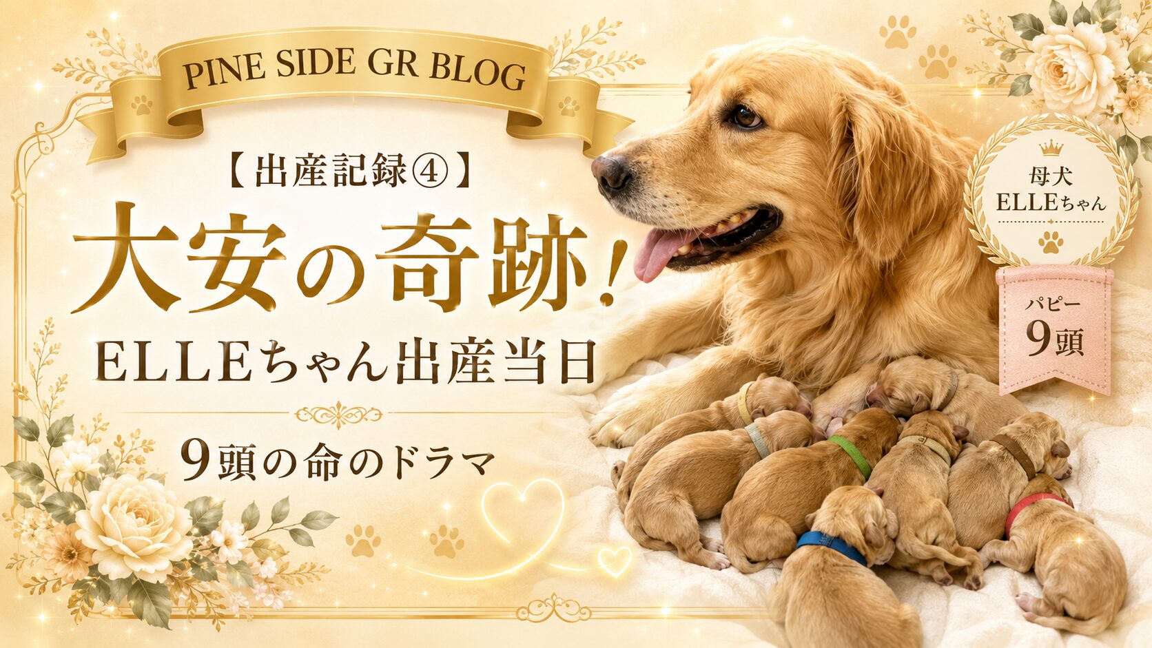 【出産記録④】大安の奇跡!ELLEちゃん出産当日・9頭の命のドラマ | PINE SIDE GR|山口県のゴールデンレトリバー専門ブリーダー・犬舎【公式】