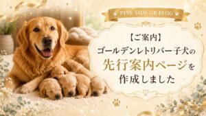 ゴールデンレトリバー子犬の先行案内ページを作成しました_PINE SIDE GR
