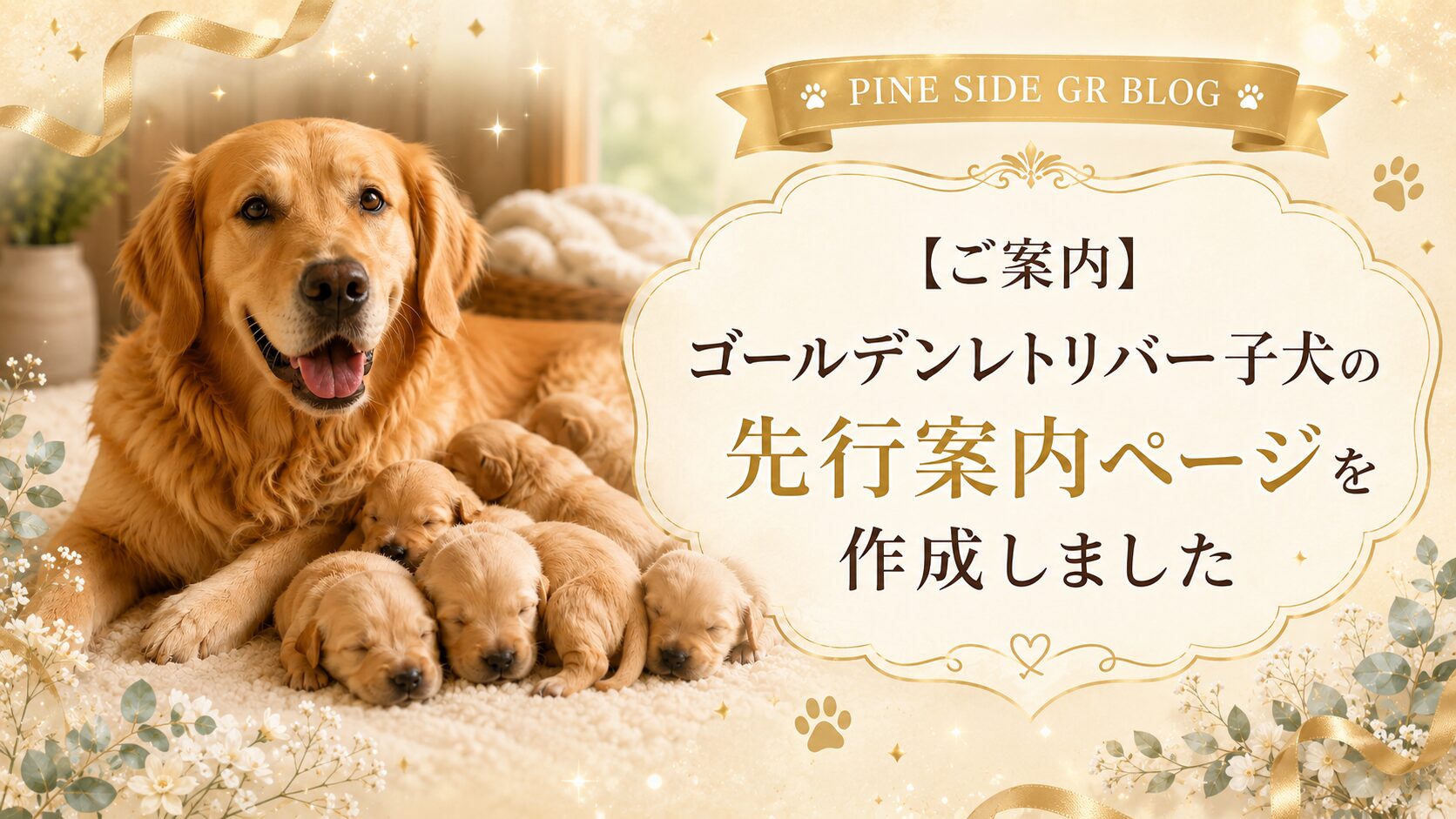 ゴールデンレトリバー子犬の先行案内ページを作成しました_PINE SIDE GR