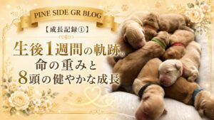 【成長記録①】生後1週間の軌跡。命の重みと8頭の健やかな成長 | PINE SIDE GR｜山口県のゴールデンレトリバー専門ブリーダー・犬舎【公式】