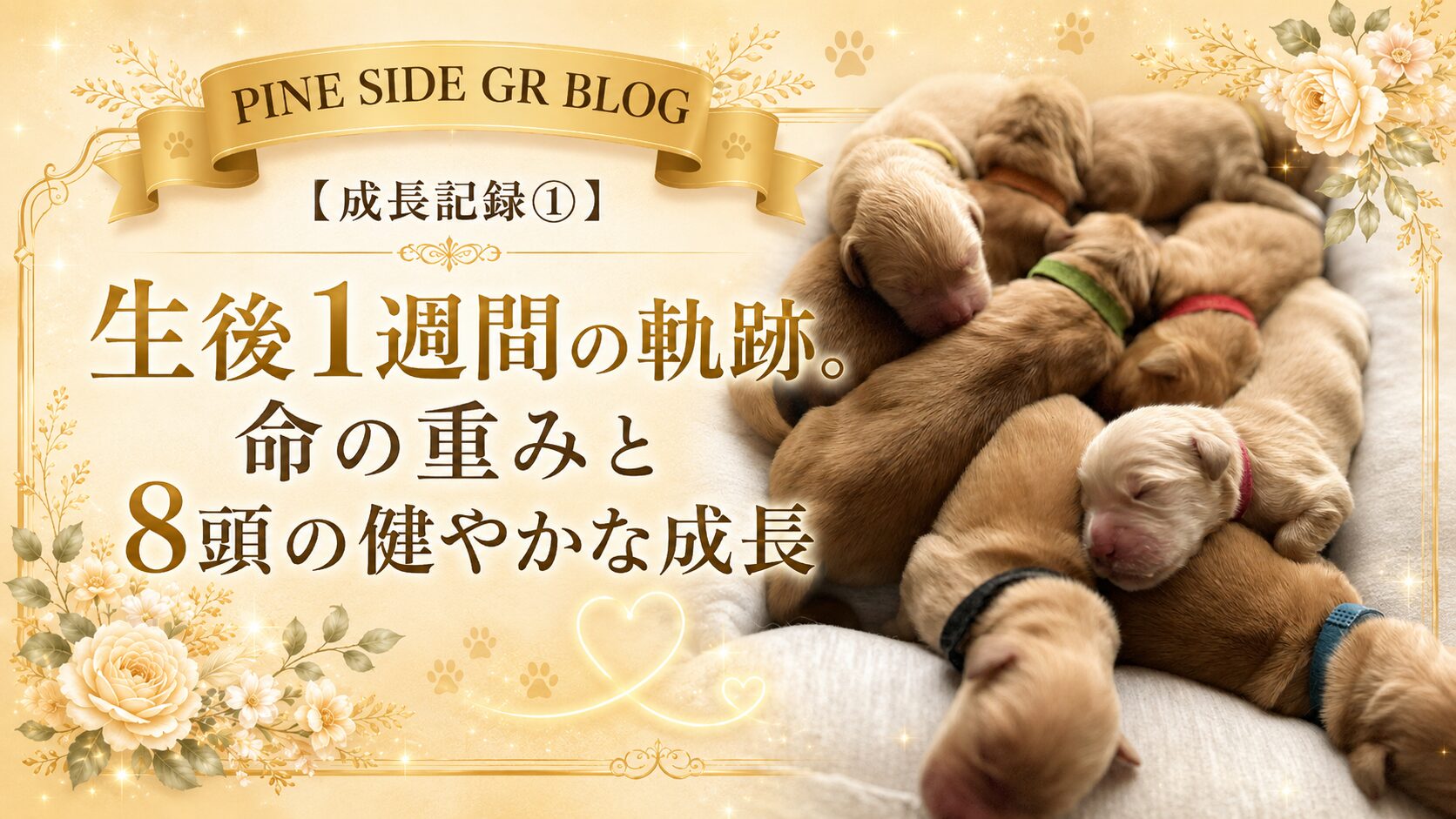 【成長記録①】生後1週間の軌跡。命の重みと8頭の健やかな成長 | PINE SIDE GR|山口県のゴールデンレトリバー専門ブリーダー・犬舎【公式】