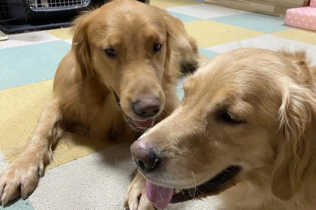 優しく寄り添う奥側、父犬HARUくんと手前側、母犬ELLEちゃん | PINE SIDE GR|山口県のゴールデンレトリバー専門ブリーダー・犬舎【公式】