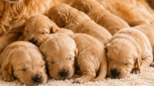 子犬をご希望の方へ｜順番待ちリストのご案内