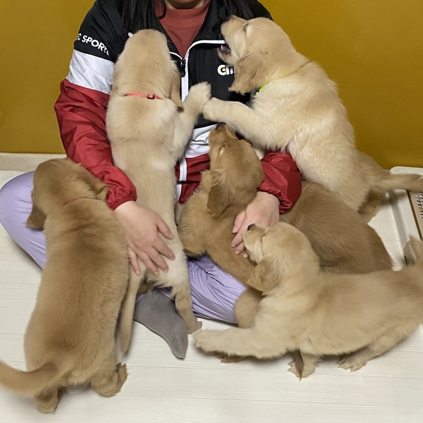 人間ママと戯れるパピー達 | PINE SIDE GR｜山口県のゴールデンレトリバー専門ブリーダー・犬舎【公式】