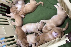 ベビーサークルで寝るパピー達 | PINE SIDE GR｜山口県のゴールデンレトリバー専門ブリーダー・犬舎【公式】