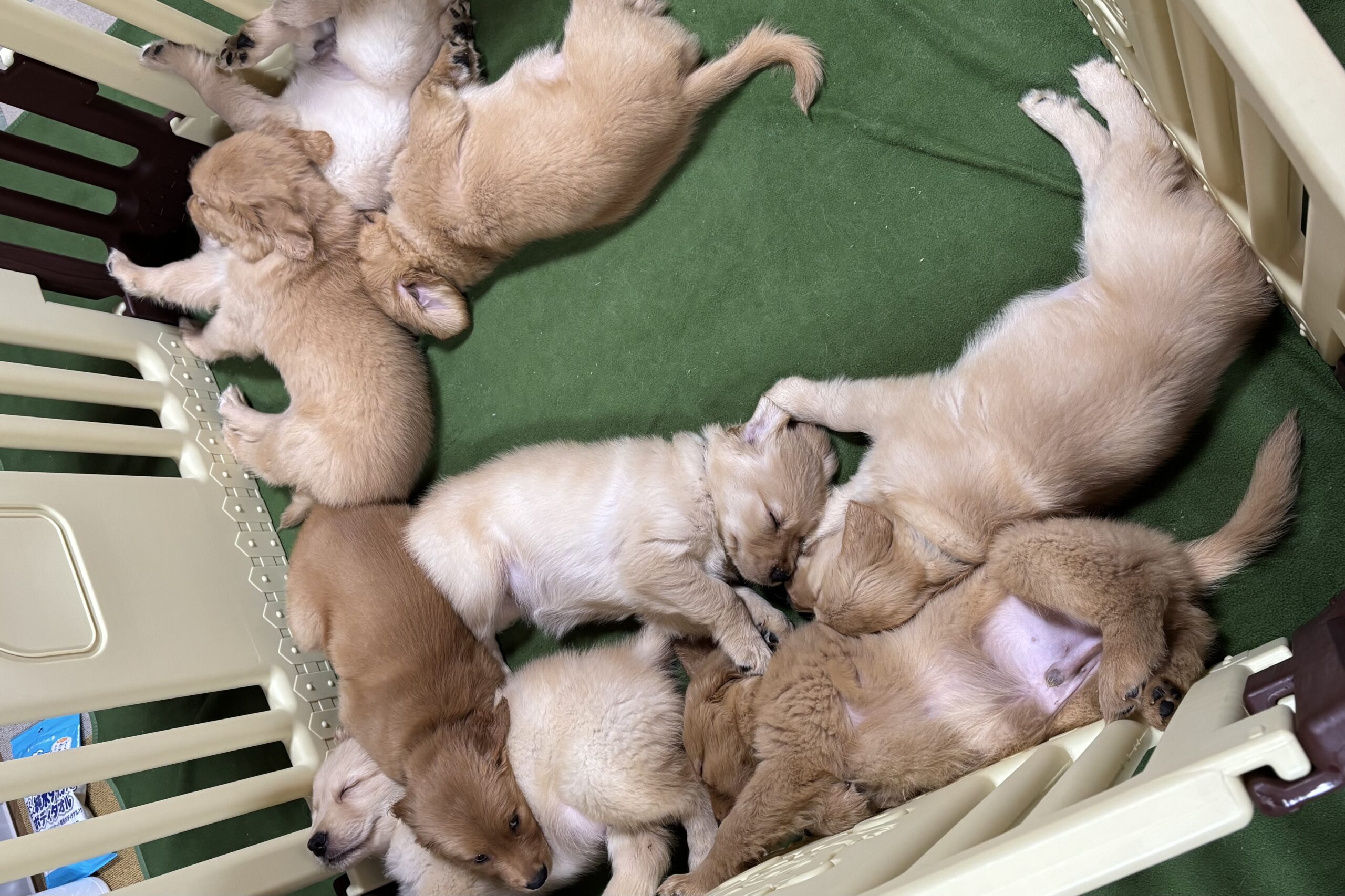 ベビーサークルで寝るパピー達 | PINE SIDE GR｜山口県のゴールデンレトリバー専門ブリーダー・犬舎【公式】