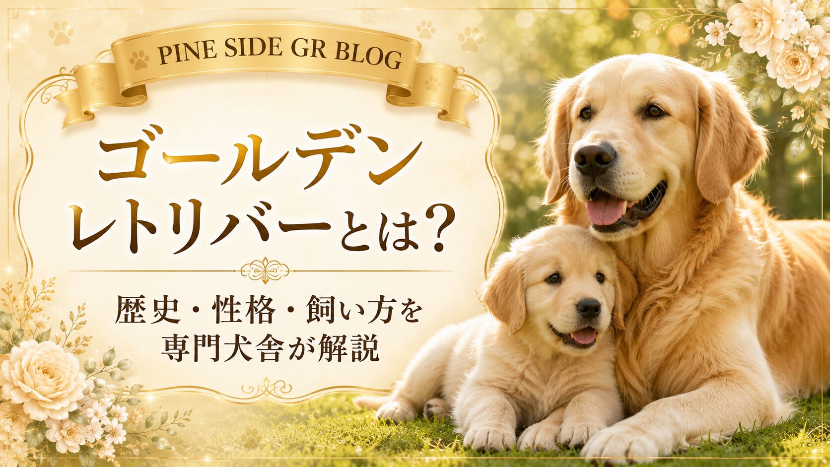ゴールデンレトリバーとは？歴史・性格・飼い方を専門犬舎が解説 | PINE SIDE GR｜山口県のゴールデンレトリバー専門ブリーダー・犬舎【公式】