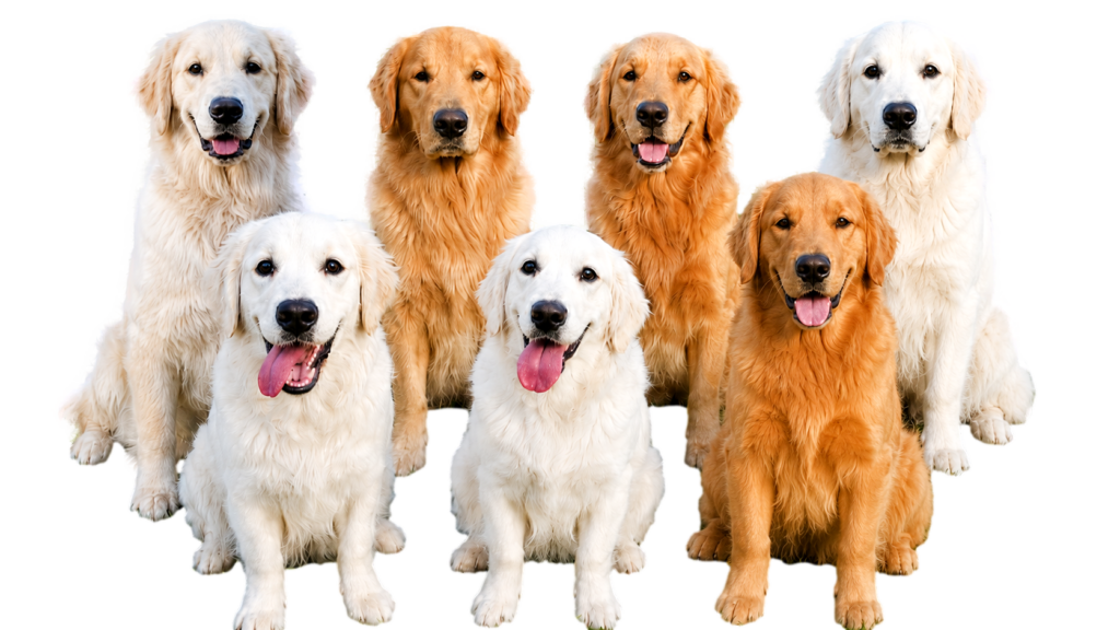 山口県のゴールデンレトリバー専門犬舎「PINE SIDE GR」の親犬